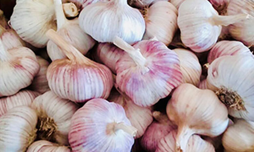 Ajo Morado